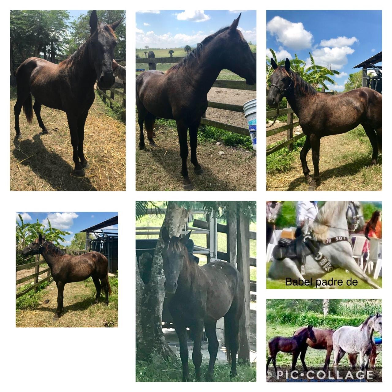 Babelito caballos 100% español