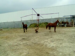 Venta de potrillos