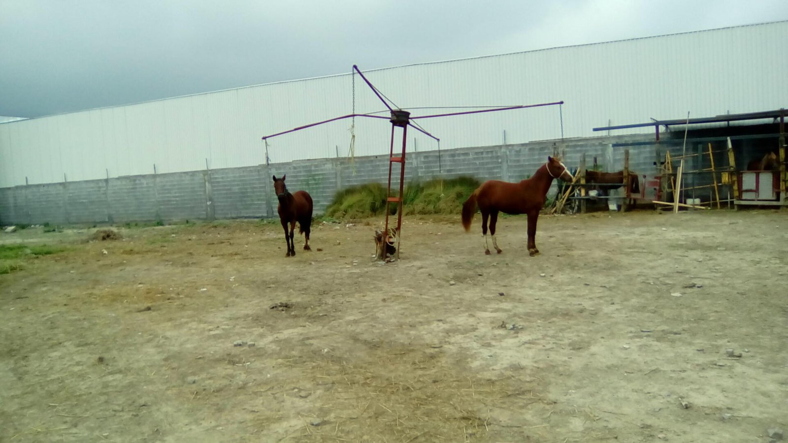 Venta de potrillos