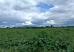 venta terreno 3.5 hectáreas españitas TLAXCALA VENTA