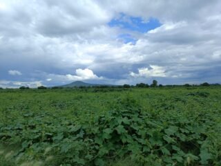 venta terreno 3.5 hectáreas españitas TLAXCALA VENTA