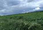 venta terreno 3.5 hectáreas españitas TLAXCALA VENTA
