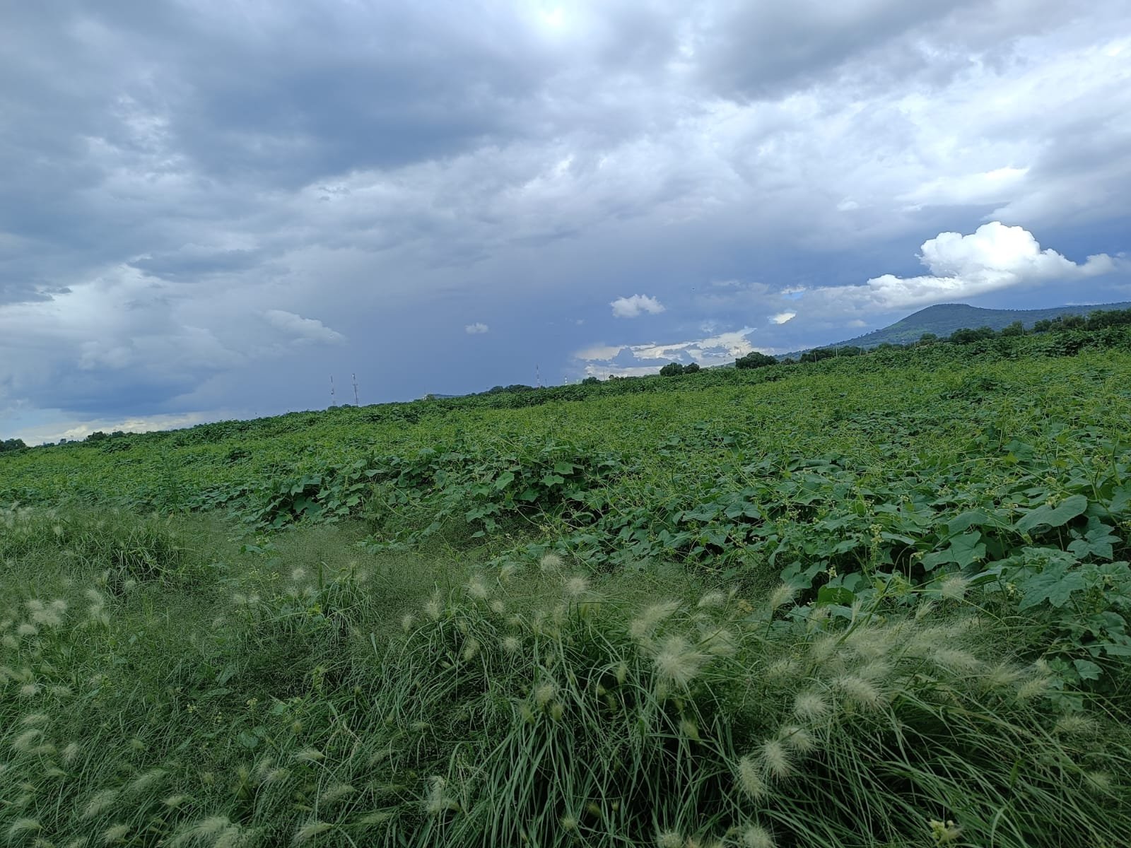 venta terreno 3.5 hectáreas españitas TLAXCALA VENTA