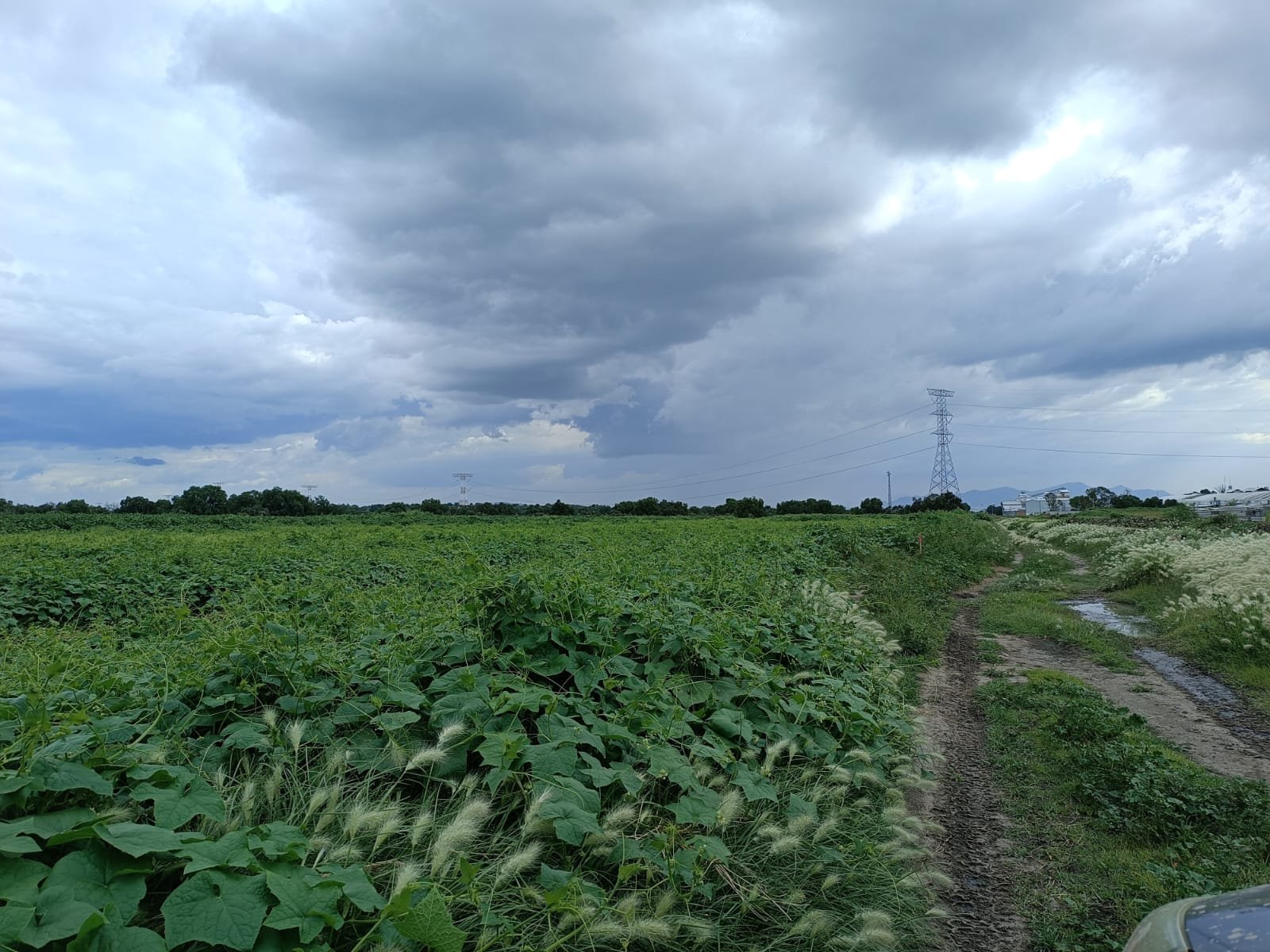 venta terreno 3.5 hectáreas españitas TLAXCALA VENTA