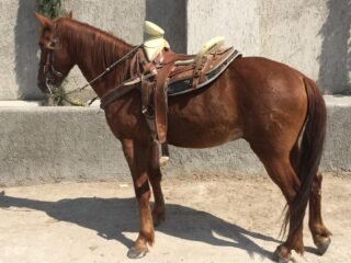 Caballo para el trabajo