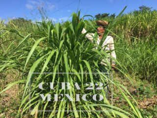Pasto de corte Cuba 22