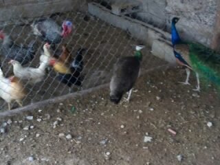 Pavo real hembra y macho y codorniz