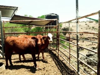 VAQUILLAS