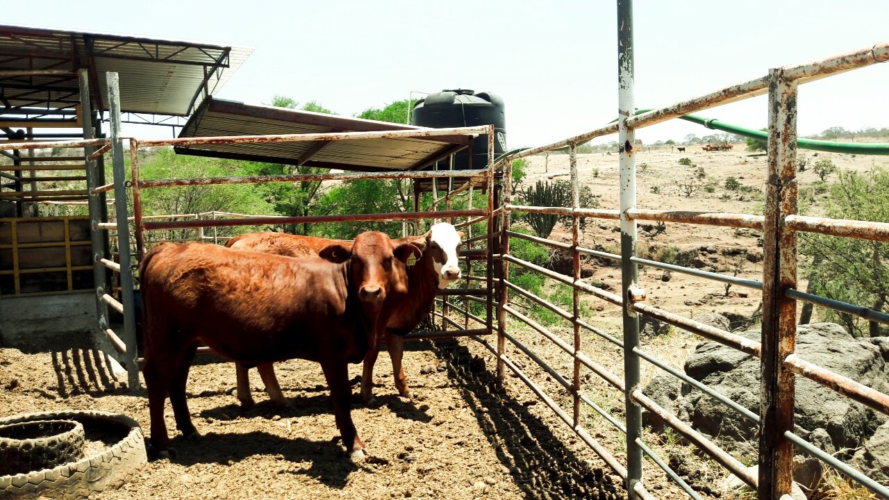 VAQUILLAS