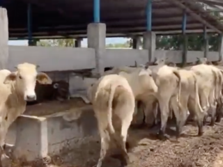 Venta lote de 100 novillonas Brahaman