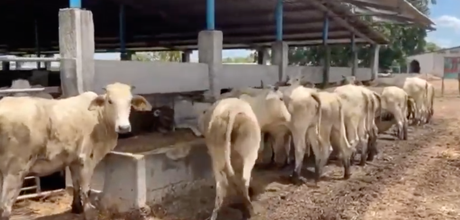 Venta lote de 100 novillonas Brahaman