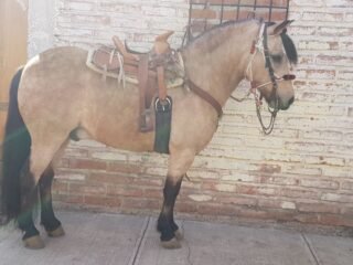 Excelente oportunidad de caballo