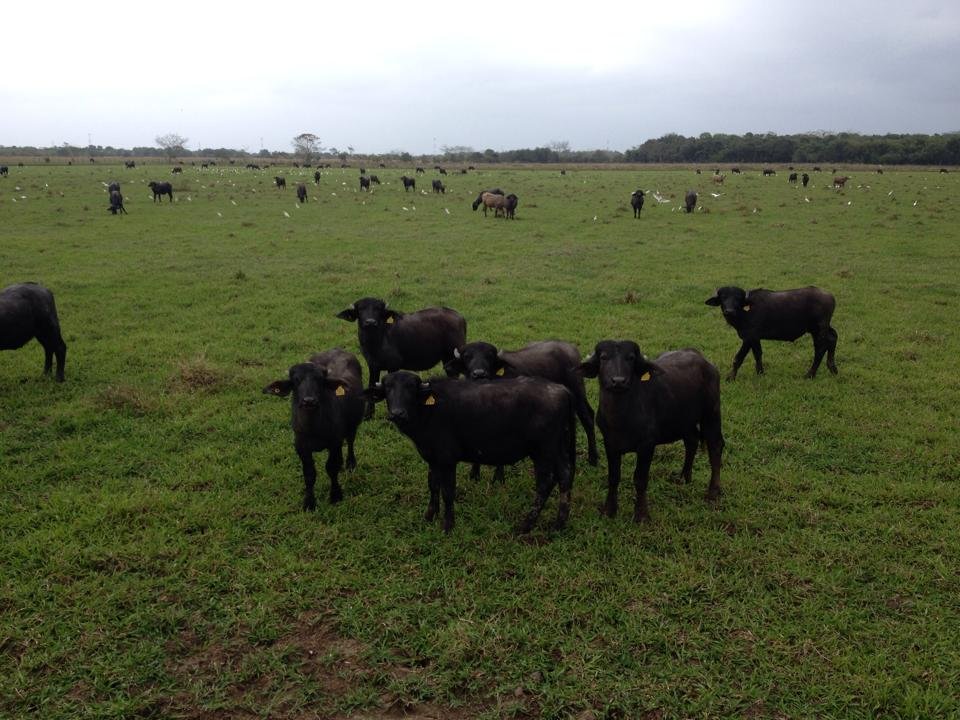 Lote de Bucerros para Engorda