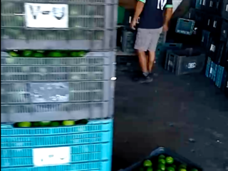 Venta de limón persa de Mtz de la Torre, Veracruz