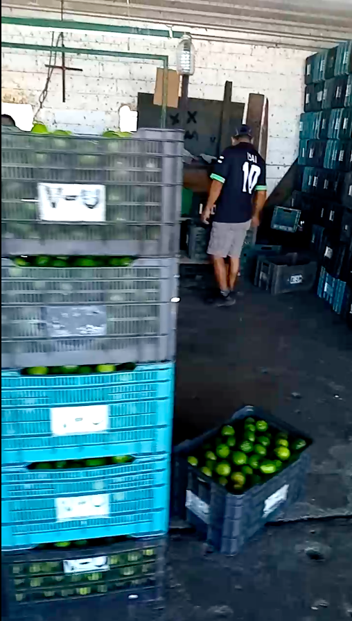 Venta de limón persa de Mtz de la Torre, Veracruz