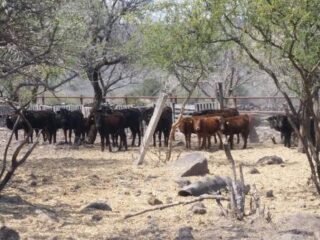 Venta de toros y vacas de lidia