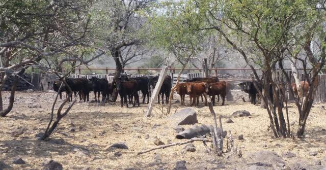 Venta de toros y vacas de lidia