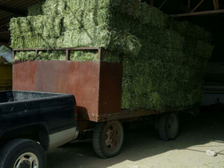 Pacas de alfalfa