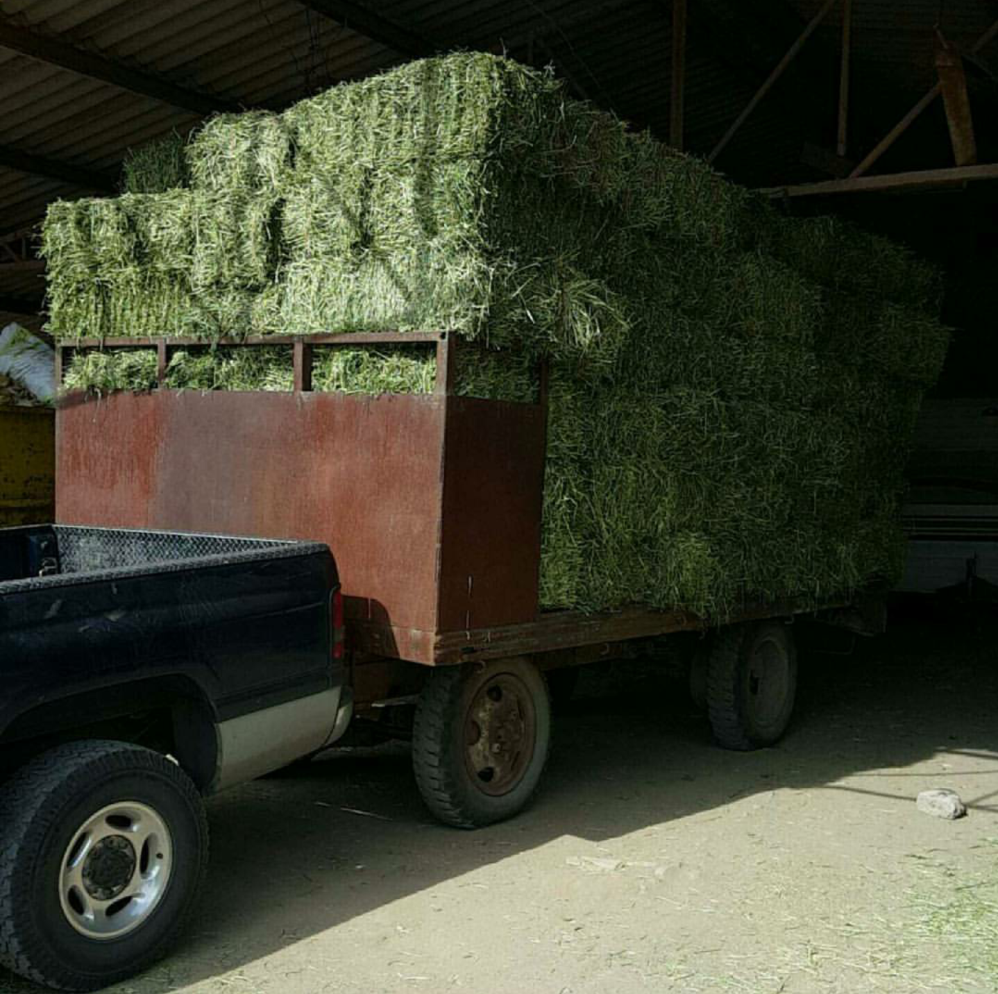 Pacas de alfalfa