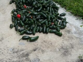 Chile jalapeño de invernadero