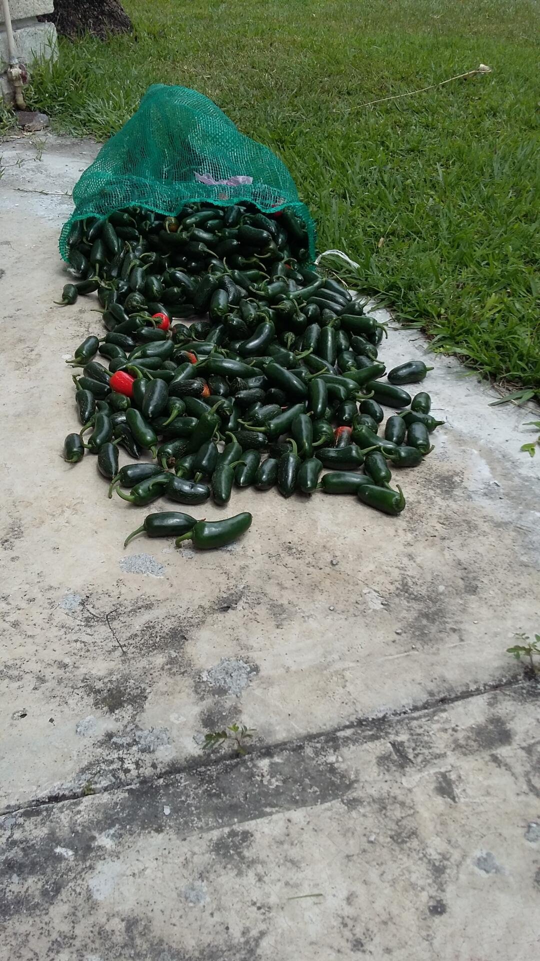 Chile jalapeño de invernadero