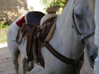 Vendo caballo tordillo