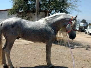 Gran oportunidad caballo Warlander