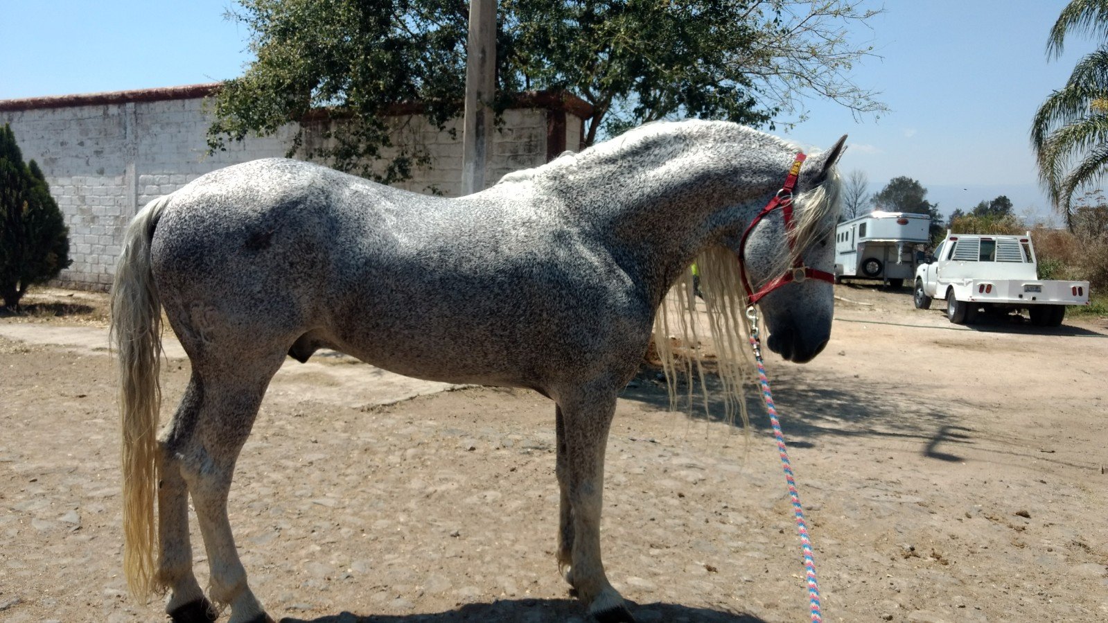 Gran oportunidad caballo Warlander