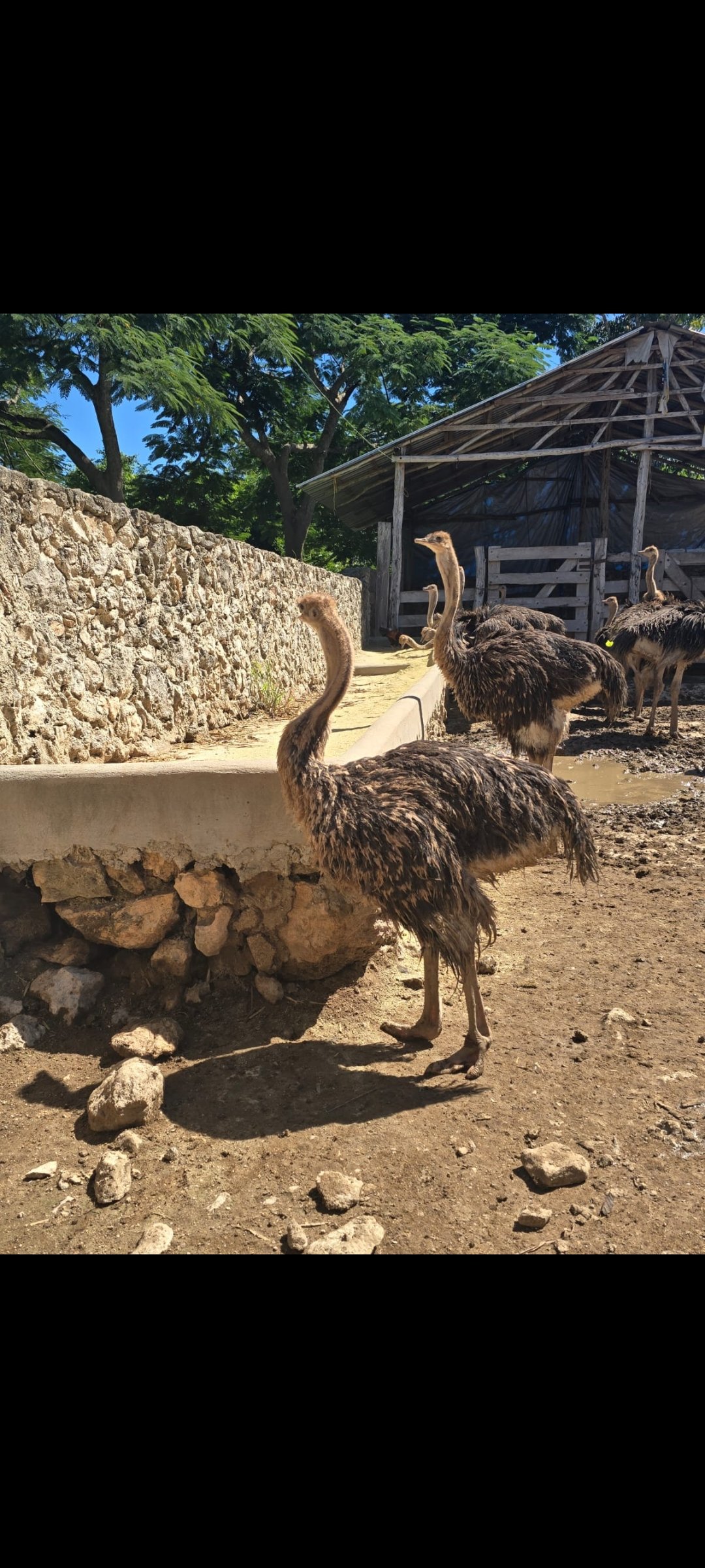 Polluelos de avestruz disponibles a la venta
