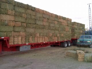 Pacas de Alfalfa 3 hilos