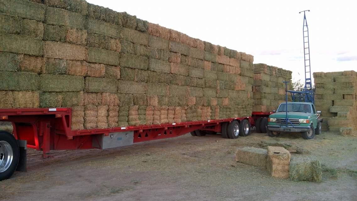 Pacas de Alfalfa 3 hilos