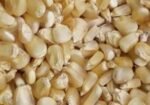 Maíz Blanco de Cosecha de Buena Calidad en Calakmul Campeche México