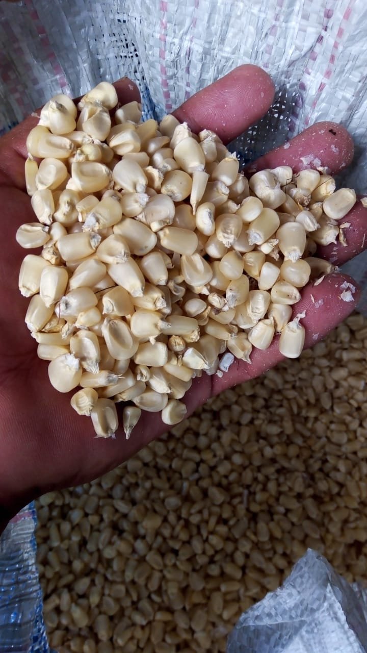 Maíz Blanco de Cosecha de Buena Calidad en Calakmul Campeche México