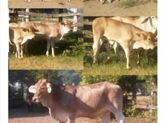 Lote de 5 Becerras raza Suizbu