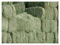 pacas de pangola
