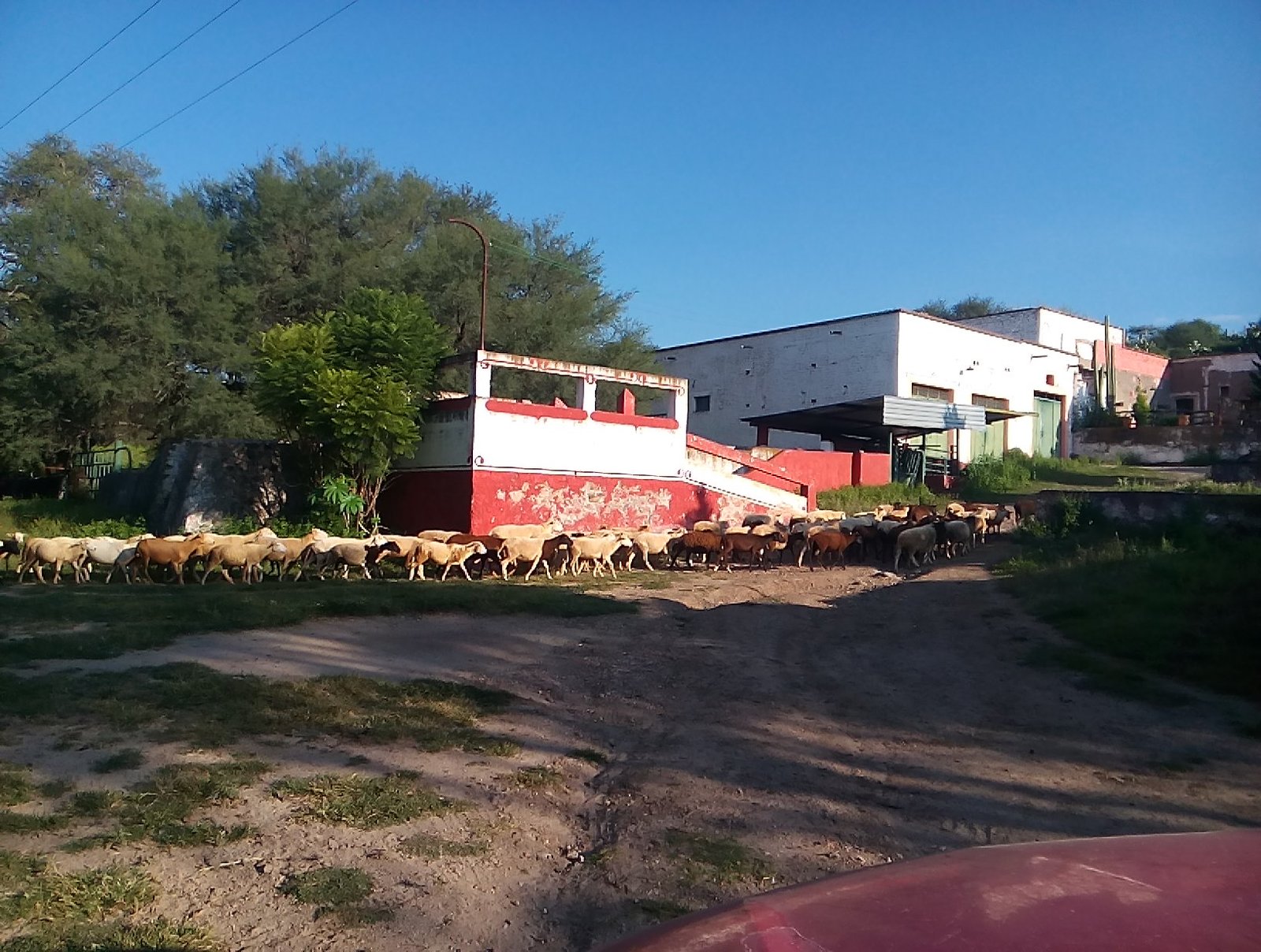 VENDO LOTE DE BORREGAS GESTANTES