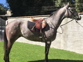 Potro Pura Sangre Tresañero