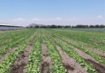 Se pone a la venta terreno con agua garantizada con pozo en grupo de 4 socios. en la Encantada, Fresnillo, Zacatecas.