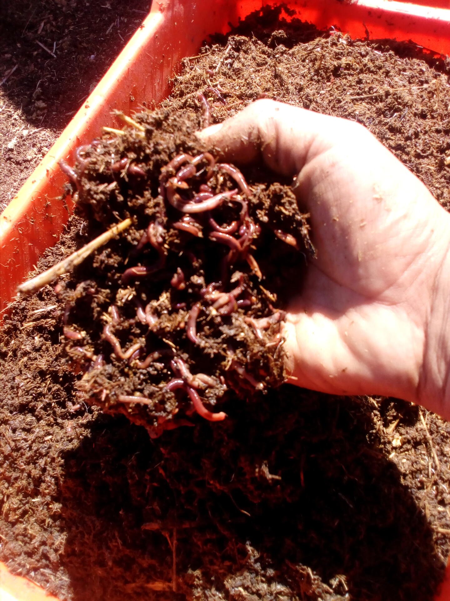Lombriz roja californiana pie de cria