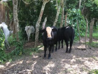 Becerros para sementales