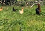 HUEVO DE RANCHO NATURAL Entregas en Amealco y San Juan del Río