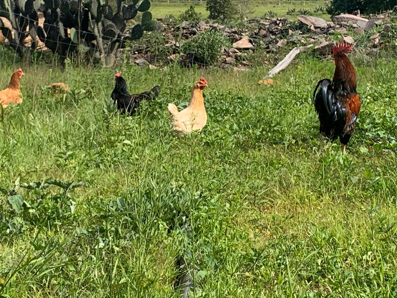 HUEVO DE RANCHO NATURAL Entregas en Amealco y San Juan del Río