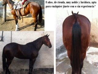 Hermosa Yegua Cuarto de Milla cIngles