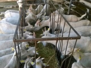 Cabras saanen con Certificado de Hato