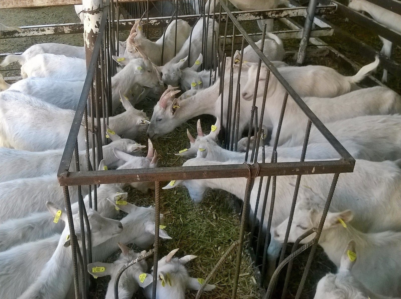 Cabras saanen con Certificado de Hato