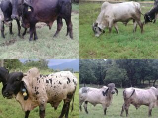 Venta de sementales