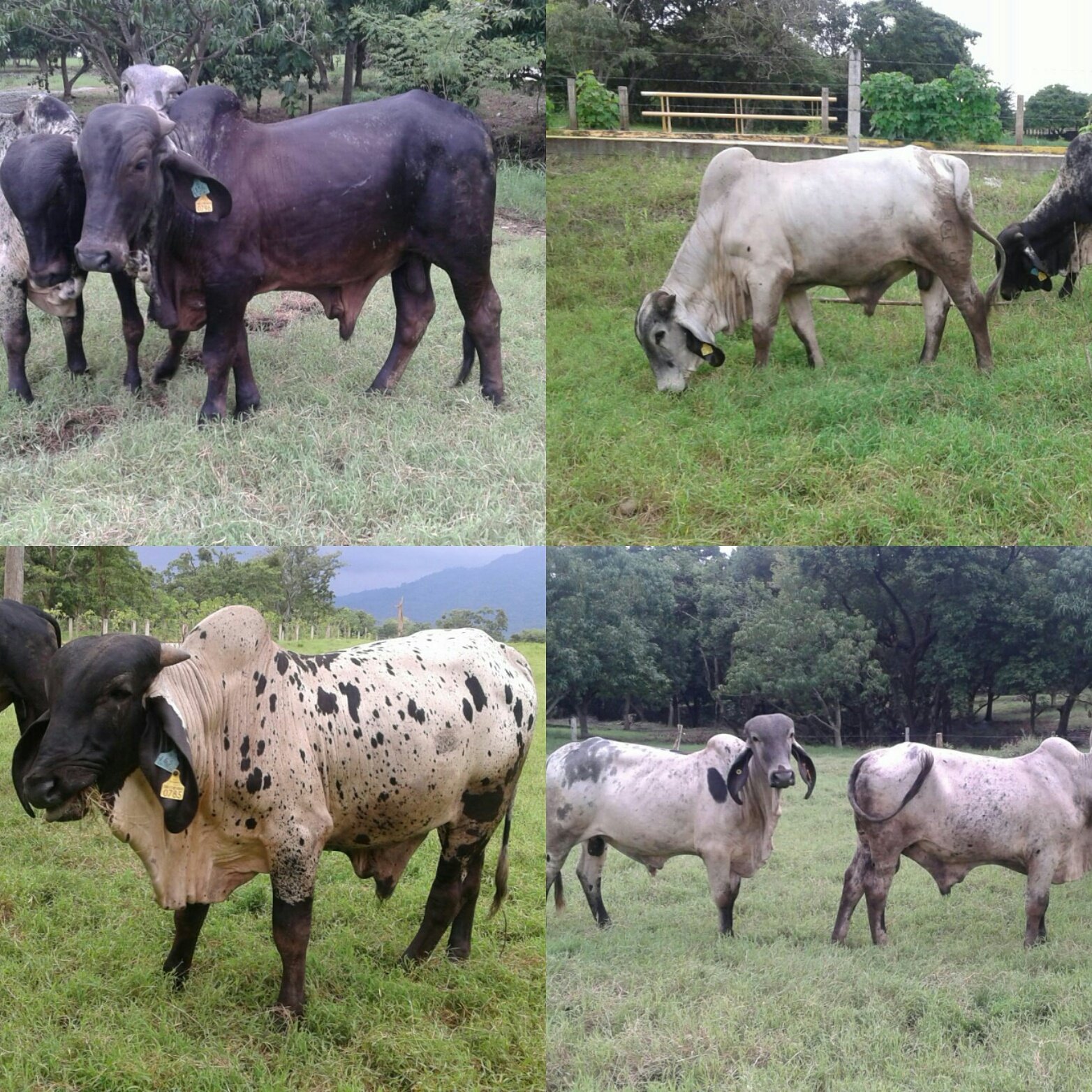 Venta de sementales