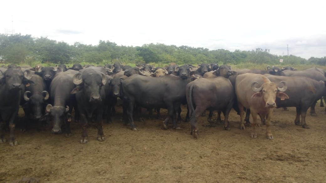100 vacas bufalas