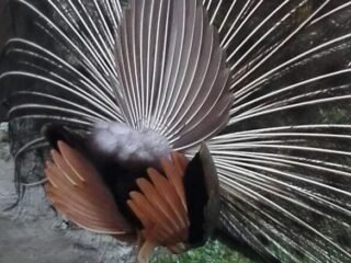Se vende Pavo Real