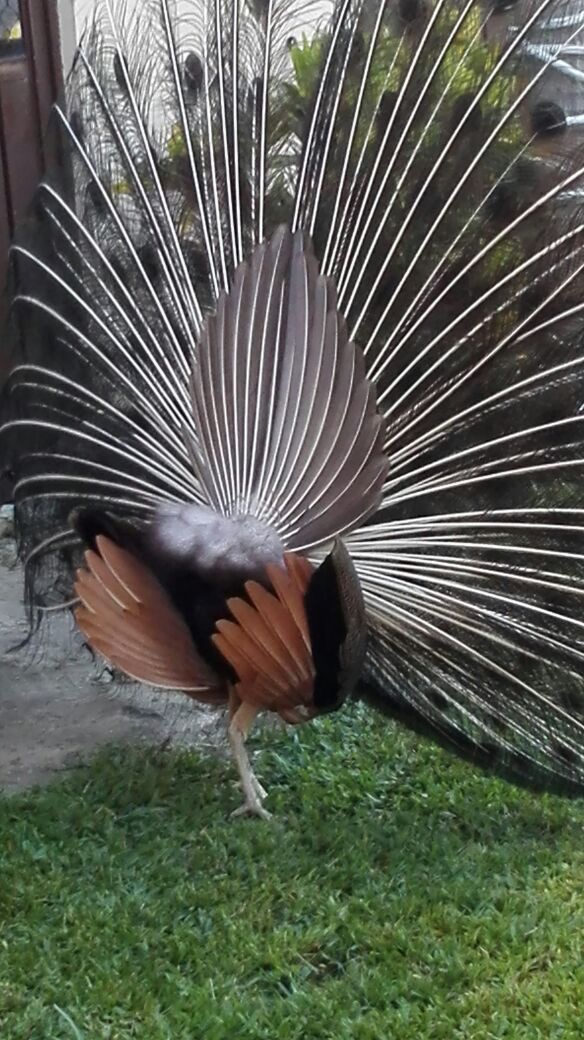 Se vende Pavo Real